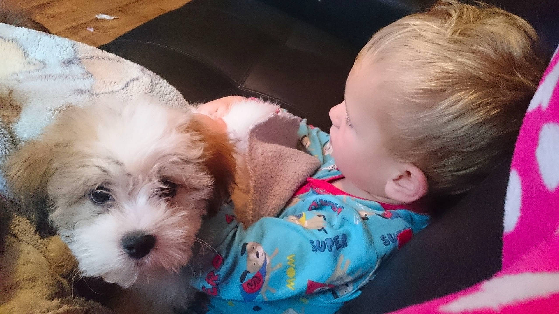 Ruby joined the competition — help win amazing prizes! canidae, carnivore, cavachon, child, cockapoo, companion_dog, dog, dog_breed, lhasa_apso, maltepoo, mammal, nose, petit_basset_griffon_vendeen, puppy, puppy_love, schnoodle, shih_poo, shih_tzu, skin, sporting_lucas_terrier