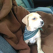 Bobo joined the competition — help win amazing prizes! animal, bandana, blanket, brown_blanket, canine, car_seat, companion_animal, cozy, cute, dog, domestic_animal, fur, indoor, looking_away, pet, pet_accessory, puppy, seat, sitting, young_dog