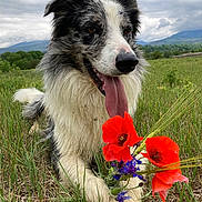 Saïko a rejoint le concours — aidez-le/la à gagner de superbes lots ! dog, border_collie, tongue_out, flower_bouquet, red_poppies, purple_flowers, grass, field, nature, outdoor, cloudy_sky, mountains, pet, canine, animal, lying_down, happy, fur, wildflowers, scenic