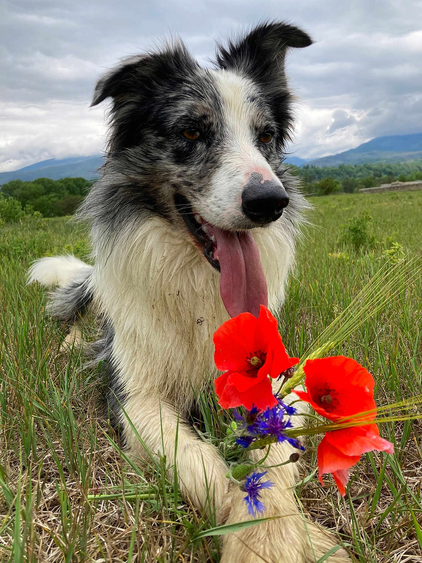 Saïko a rejoint le concours — aidez-le/la à gagner de superbes lots ! dog, border_collie, tongue_out, flower_bouquet, red_poppies, purple_flowers, grass, field, nature, outdoor, cloudy_sky, mountains, pet, canine, animal, lying_down, happy, fur, wildflowers, scenic