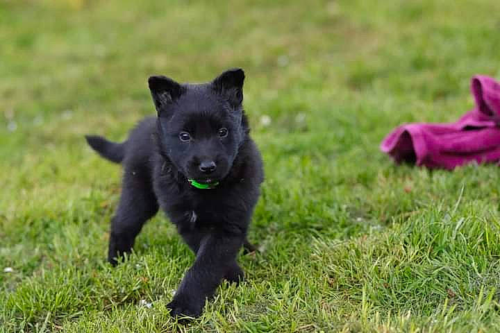 Taka Des Abimes Ardents participe au concours pour gagner de l'argent avec cette photo : black_norwegian_elkhound, canidae, carnivore, companion_dog, dog, dog_breed, felidae, fur, grass, grassland, groundcover, non_sporting_group, pasture, plant, puppy, snout, sporting_group, tail, terrestrial_animal, working_animal