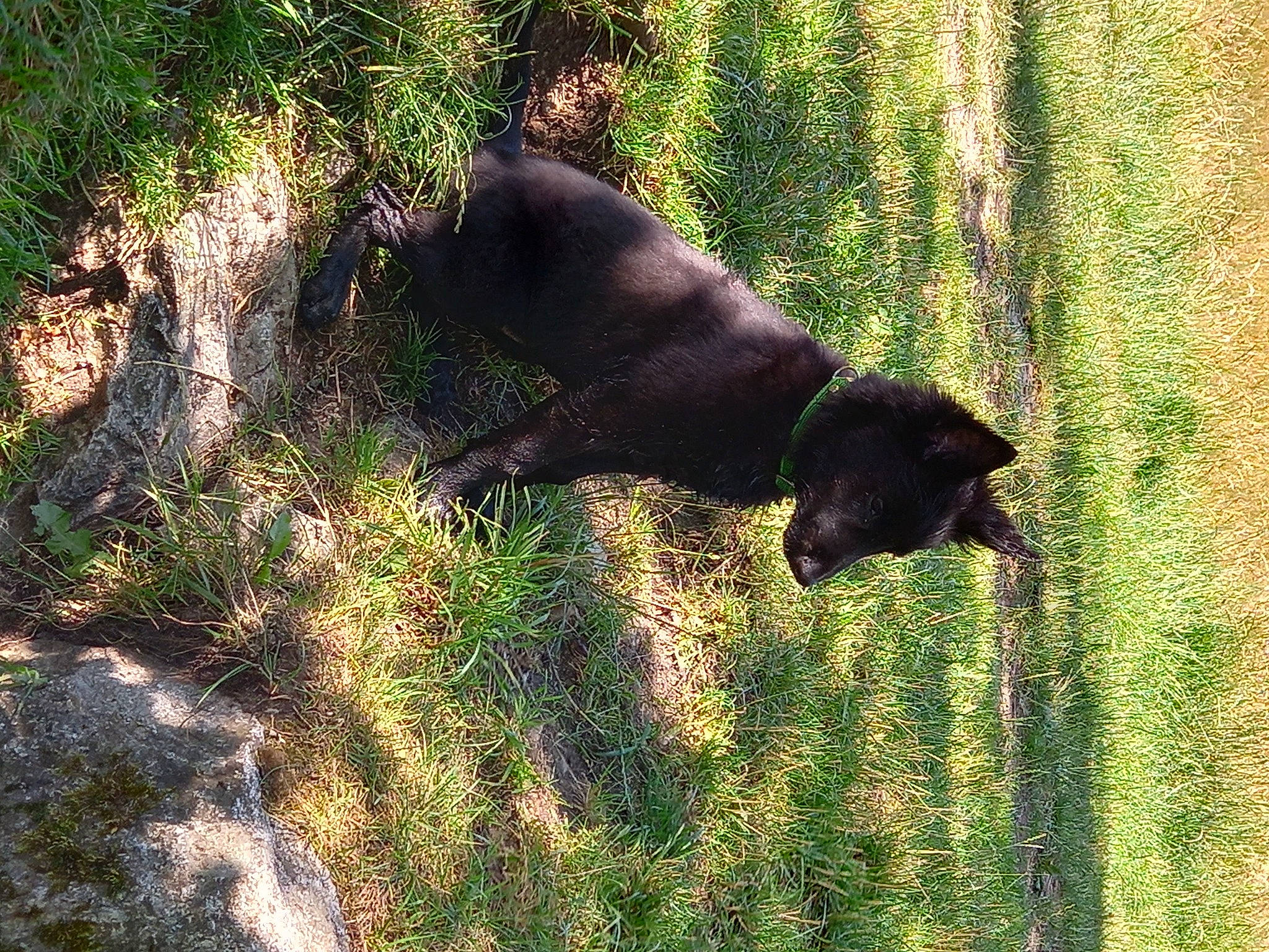 Taka Des Abimes Ardents a rejoint le concours — aidez-le/la à gagner de superbes lots ! american_black_bear, bear, canidae, carnivore, cat, crow_like_bird, dog_breed, felidae, fur, grass, groundcover, organism, plant, shadow, small_to_medium_sized_cats, snout, sporting_group, tail, terrestrial_animal, tints_and_shades