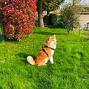 Simon participe au concours pour gagner de l'argent avec cette photo : animal, backyard, bush, canine, daylight, dog, fence, garden, grass, greenery, leisure, nature, outdoor, peaceful, pet, shaded, shrub, sunlight, tree, yard