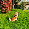 animal, backyard, bush, canine, daylight, dog, fence, garden, grass, greenery, leisure, nature, outdoor, peaceful, pet, shaded, shrub, sunlight, tree, yard