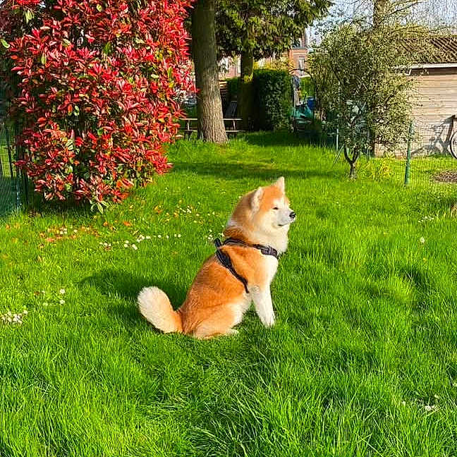 Simon