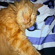 Marmalade is registered to the contest to win money with this photo: cat, orange_cat, sleeping, fluffy, pet, animal, blanket, patterned_blanket, indoor, cozy, fur, relaxed, resting, cute, mammal, whiskers, feline, soft, domestic_animal, nap