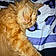 Marmalade