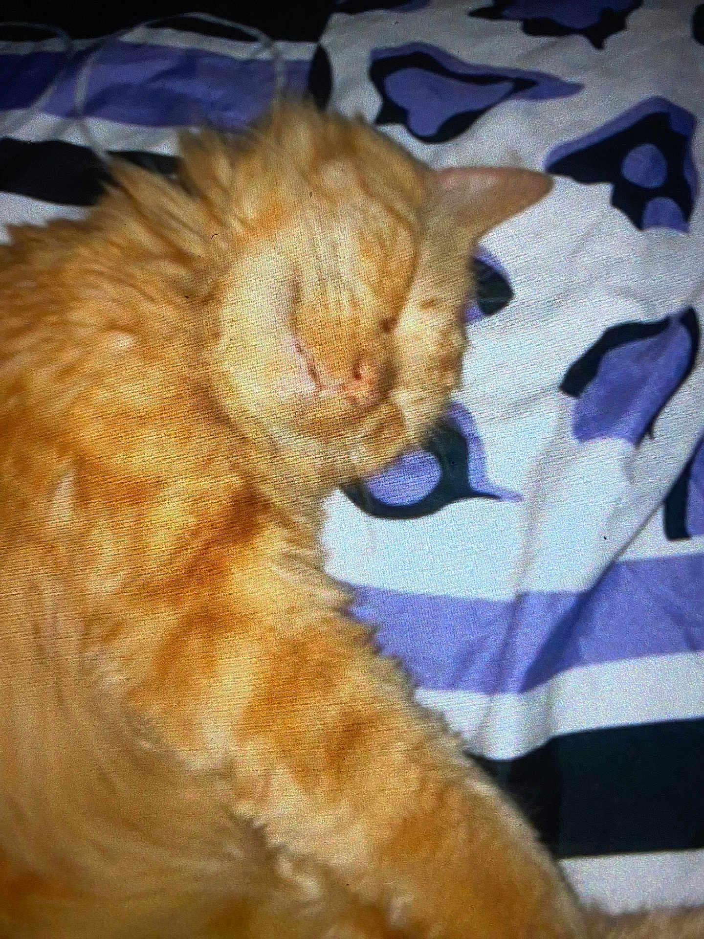 Marmalade is registered to the contest to win money with this photo: cat, orange_cat, sleeping, fluffy, pet, animal, blanket, patterned_blanket, indoor, cozy, fur, relaxed, resting, cute, mammal, whiskers, feline, soft, domestic_animal, nap