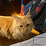 Marmalade joined the competition — help win amazing prizes! cat, orange_cat, feline, pet, indoor, wooden_floor, bed, blanket, bag, backpack, fur, animal, resting, cozy, domestic, sleepy, household, room, pattern, furniture