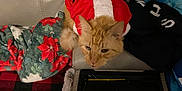 Marmalade is registered to the contest to win money with this photo: cat, ginger_cat, santa_outfit, costume, couch, blanket, plush_toy, indoor, pet, animal, holiday, festive, relaxed, fur, ears, whiskers, home, cozy, furniture, resting