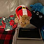 cat, ginger_cat, santa_outfit, costume, couch, blanket, plush_toy, indoor, pet, animal, holiday, festive, relaxed, fur, ears, whiskers, home, cozy, furniture, resting