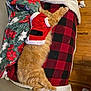 Marmalade joined the competition — help win amazing prizes! cat, orange_cat, pet, animal, sleeping, resting, cozy, blanket, plaid, red_and_black, christmas, santa_outfit, holiday, fur, indoor, couch, wooden_floor, relaxed, cute, festive