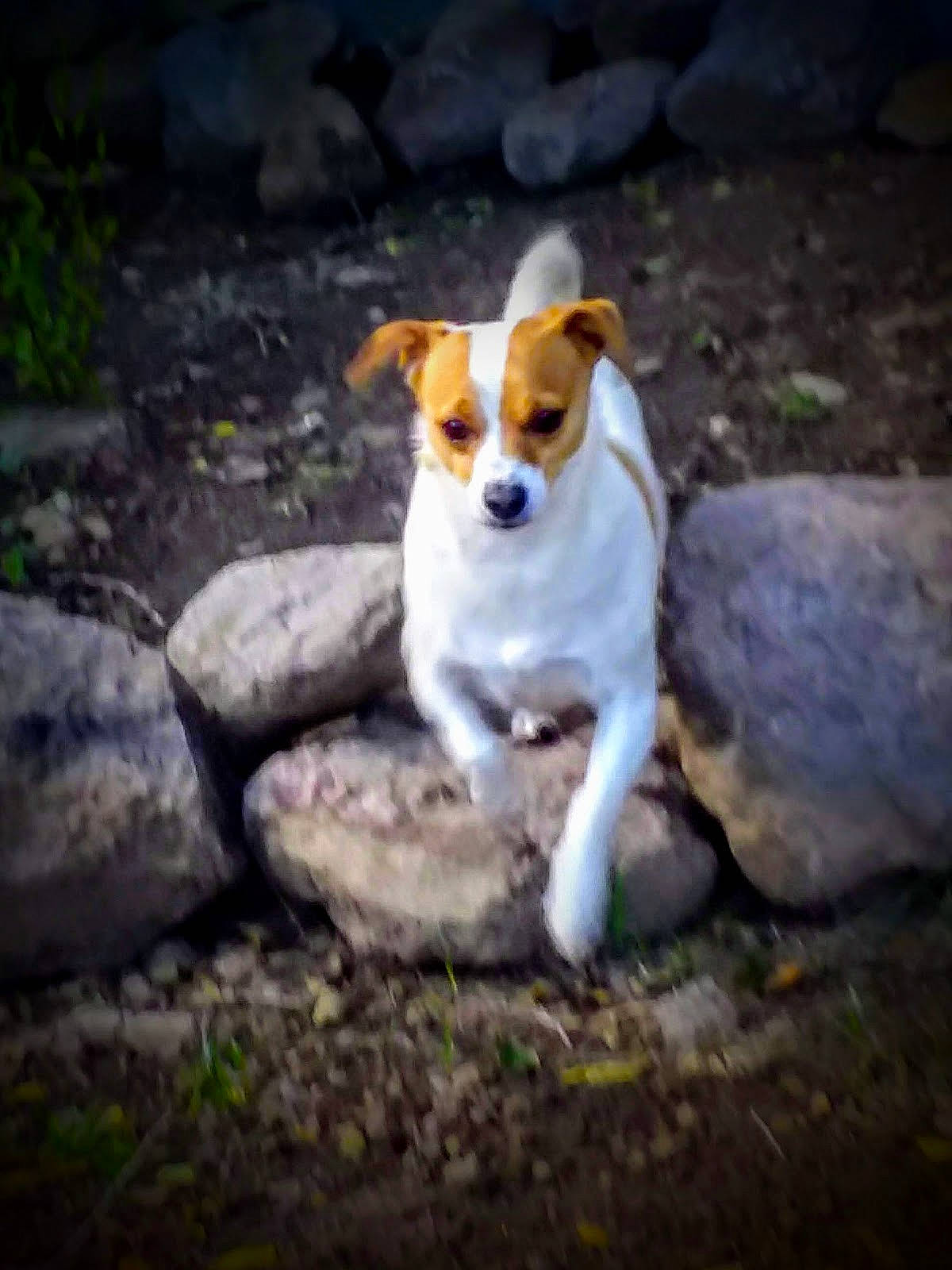 Baxter joined the competition — help win amazing prizes! canidae, carnivore, companion_dog, dog, dog_breed, fawn, grass, irishjacks, landscape, plant, road_surface, snout, soil, sporting_group, street_dog, tail, terrestrial_animal, terrier, water, whiskers