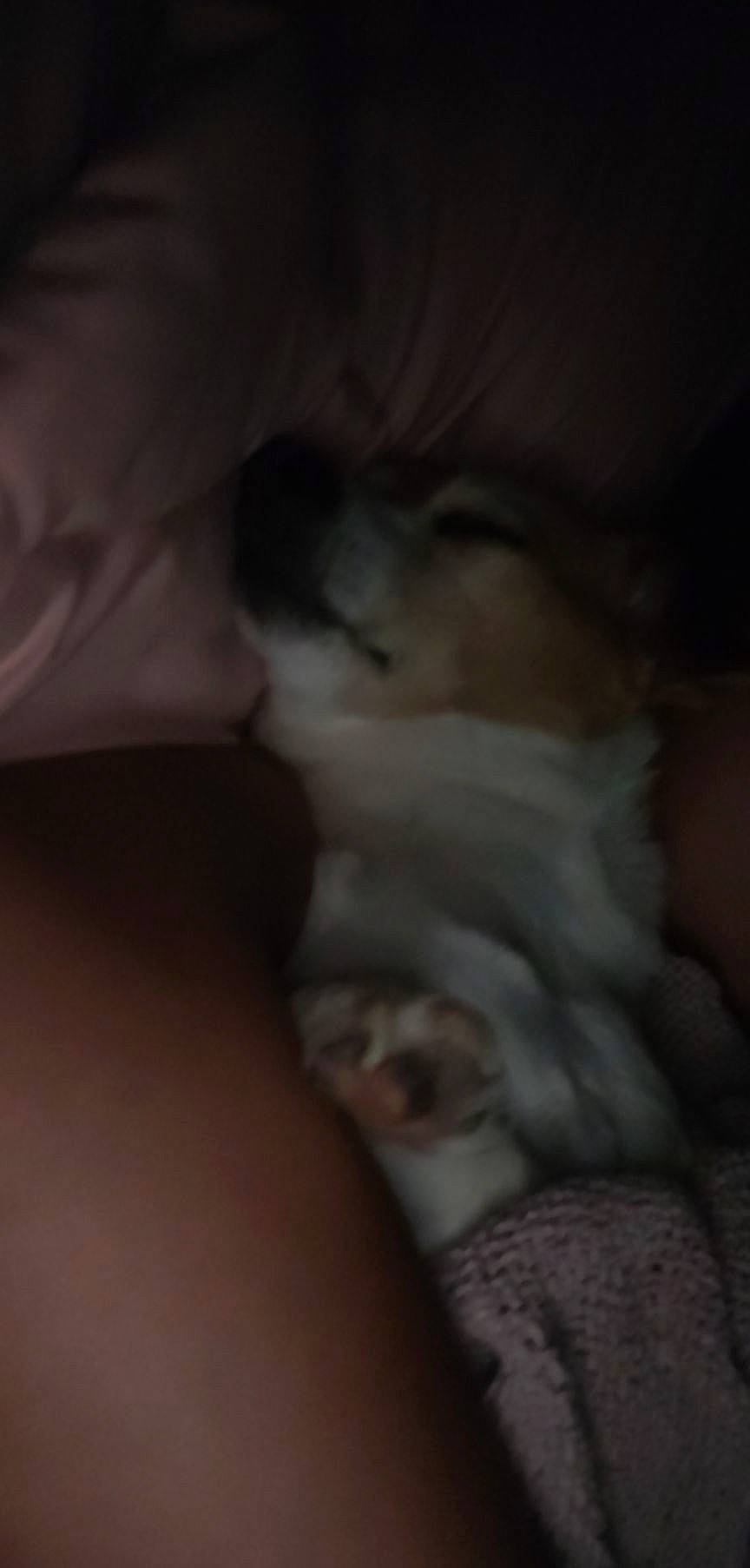 Baxter is registered to the contest to win money with this photo: carnivore, cat, claw, comfort, companion_dog, darkness, dog_breed, domestic_short_haired_cat, ear, fawn, felidae, fur, gesture, grey, linens, nap, paw, small_to_medium_sized_cats, tail, whiskers