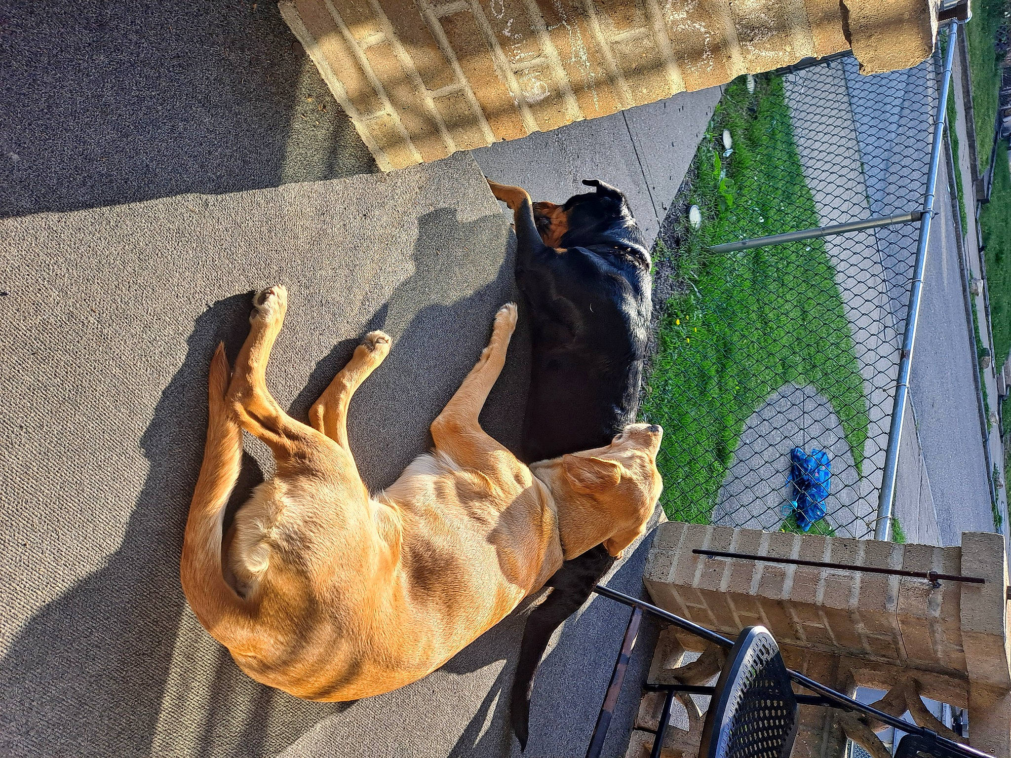 Journey is registered to the contest to win money with this photo: animal_shelter, cage, canidae, carnivore, collar, companion_dog, dog, dog_breed, dog_supply, fawn, felidae, guard_dog, leash, mesh, pet_supply, shadow, snout, sporting_group, tail, working_animal