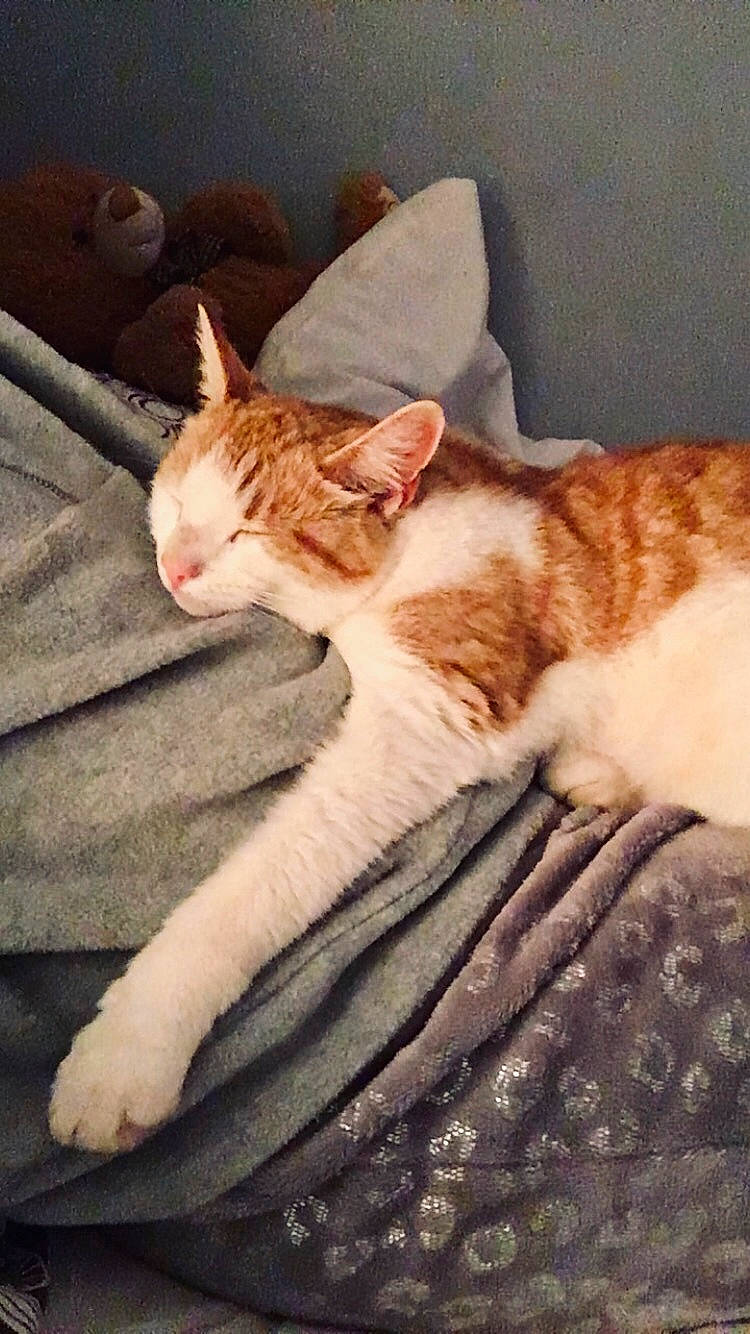 Aslan joined the competition — help win amazing prizes! carnivore, cat, comfort, domestic_short_haired_cat, eye, fawn, felidae, fur, head, human_leg, leg, linens, paw, small_to_medium_sized_cats, snout, tail, terrestrial_animal, whiskers, window, wood