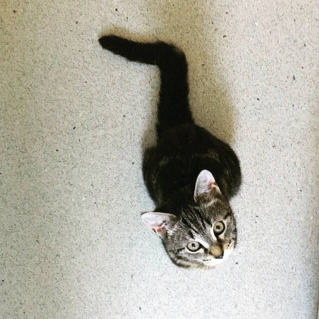 Honey joined the competition — help win amazing prizes! asphalt, carnivore, cat, claw, domestic_short_haired_cat, felidae, fur, gesture, mammal, paw, road_surface, sand, shadow, small_to_medium_sized_cats, snout, tail, terrestrial_animal, vertebrate, whiskers, wood