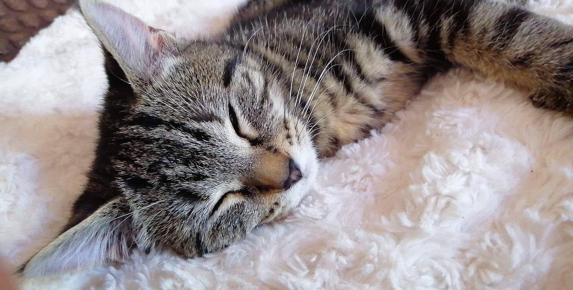 Honey joined the competition — help win amazing prizes! carnivore, cat, claw, close_up, comfort, domestic_short_haired_cat, eye, felidae, fur, nap, pattern, paw, sleep, small_to_medium_sized_cats, snout, terrestrial_animal, whiskers, wildlife