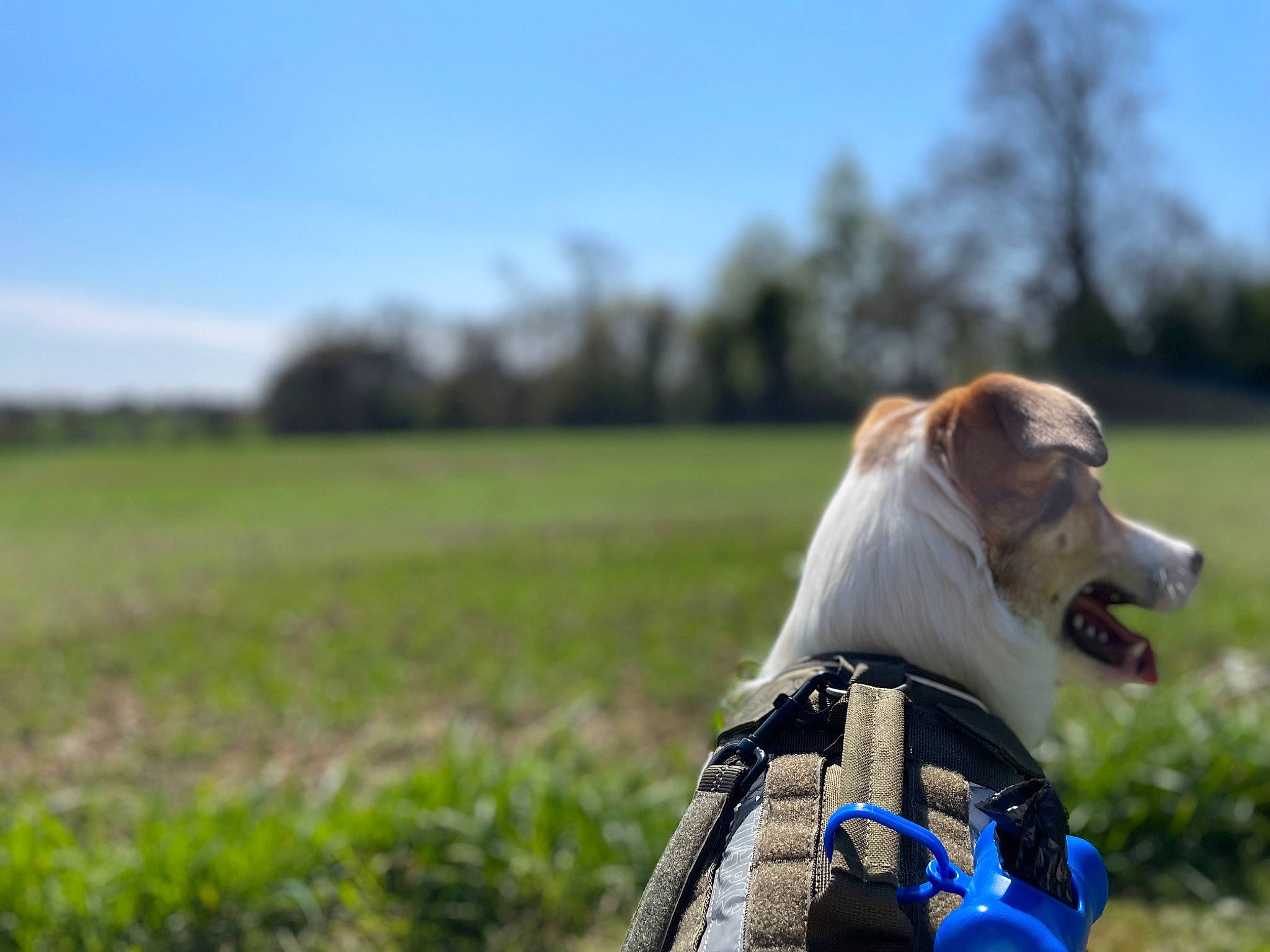Hunter joined the competition — help win amazing prizes! carnivore, cloud, collar, companion_dog, dog, dog_breed, dog_collar, dog_supply, fawn, grass, grassland, happy, leash, plant, sky, snout, sporting_group, tree, whiskers, working_animal