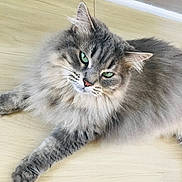 Grisette participe au concours pour gagner de l'argent avec cette photo : cat, fluffy, gray_fur, longhaired, green_eyes, whiskers, pink_nose, feline, pet, animal, lying_down, relaxed, portrait, closeup, indoors, wood_floor, home, ears, paws, cute