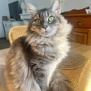 Mya participe au concours pour gagner de l'argent avec cette photo : animal, cat, dining_room, ears, fluffy, front_facing, furniture, gray_fur, green_eyes, indoors, long_hair, majestic, pet, portrait, sitting, sunlight, tail, whiskers, wicker_chair, wooden_table
