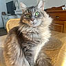 animal, cat, dining_room, ears, fluffy, front_facing, furniture, gray_fur, green_eyes, indoors, long_hair, majestic, pet, portrait, sitting, sunlight, tail, whiskers, wicker_chair, wooden_table