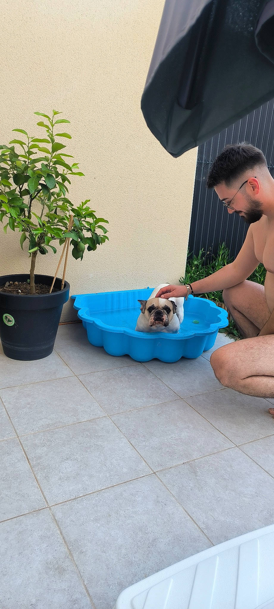 Oyanne a rejoint le concours — aidez-le/la à gagner de superbes lots ! carnivore, companion_dog, dog, dog_breed, fawn, flooring, flowerpot, foot, grass, herb, houseplant, human_leg, leisure, outdoor_furniture, plant, shorts, sidewalk, sitting, toy_dog, umbrella