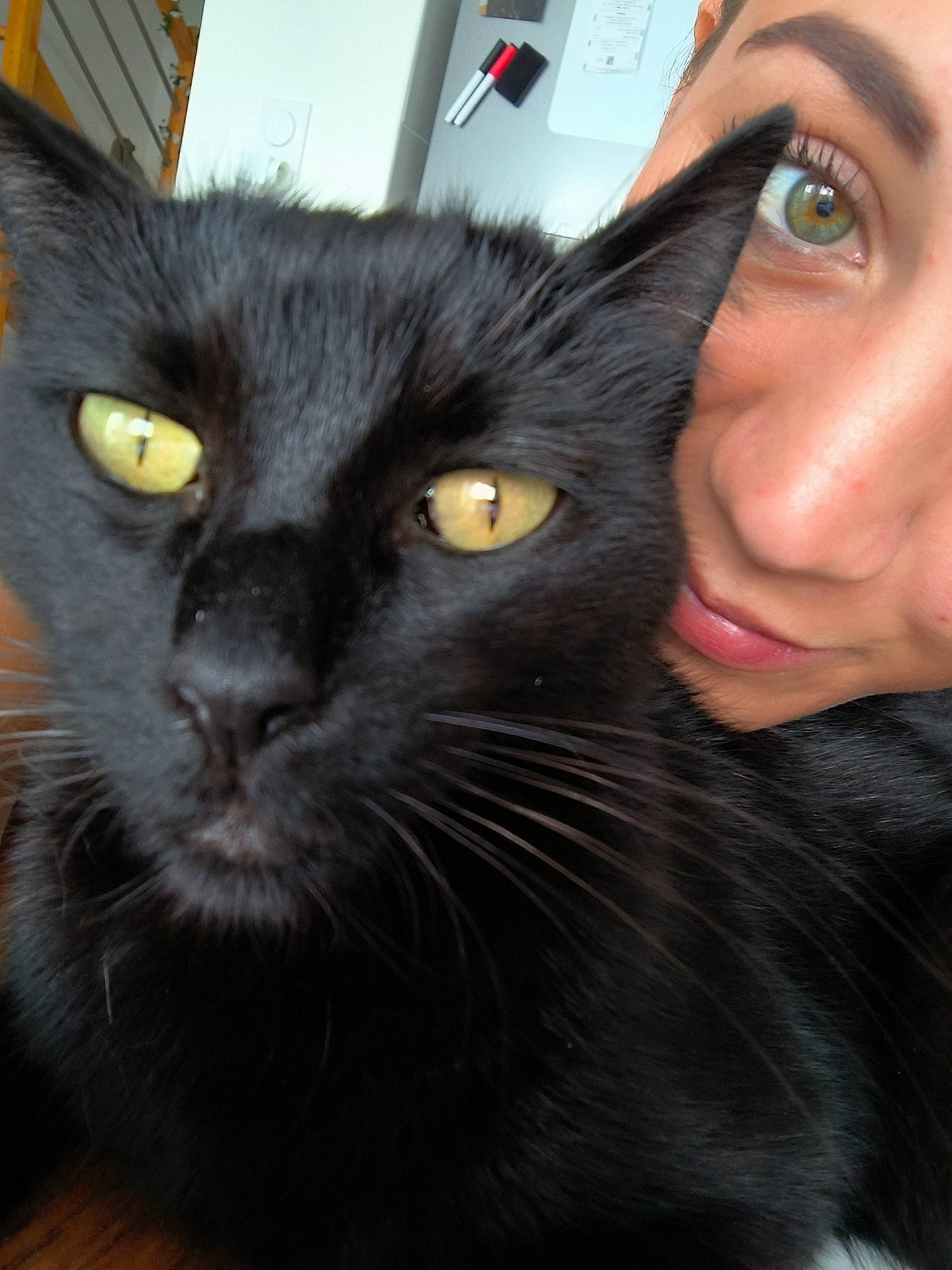 Bagheera participe au concours pour gagner de l'argent avec cette photo : black_cat, bombay, carnivore, cat, ear, eye, eyelash, felidae, fur, gesture, head, iris, mammal, nose, organ, small_to_medium_sized_cats, snout, terrestrial_animal, vertebrate, whiskers