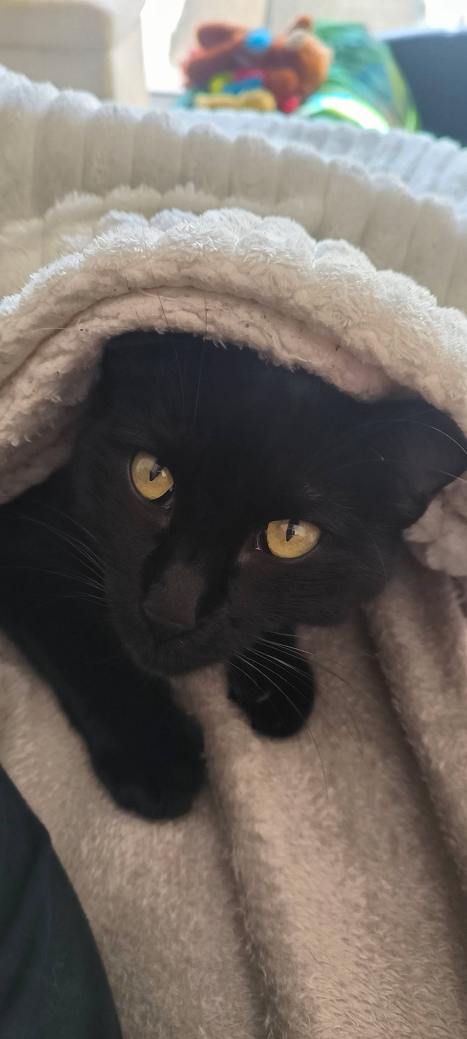 Bagheera a rejoint le concours — aidez-le/la à gagner de superbes lots ! black_cat, bombay, cap, carnivore, cat, cat_bed, cat_supply, domestic_short_haired_cat, fedora, felidae, fur, hat, small_to_medium_sized_cats, snout, sun_hat, tail, terrestrial_animal, whiskers, window, working_animal