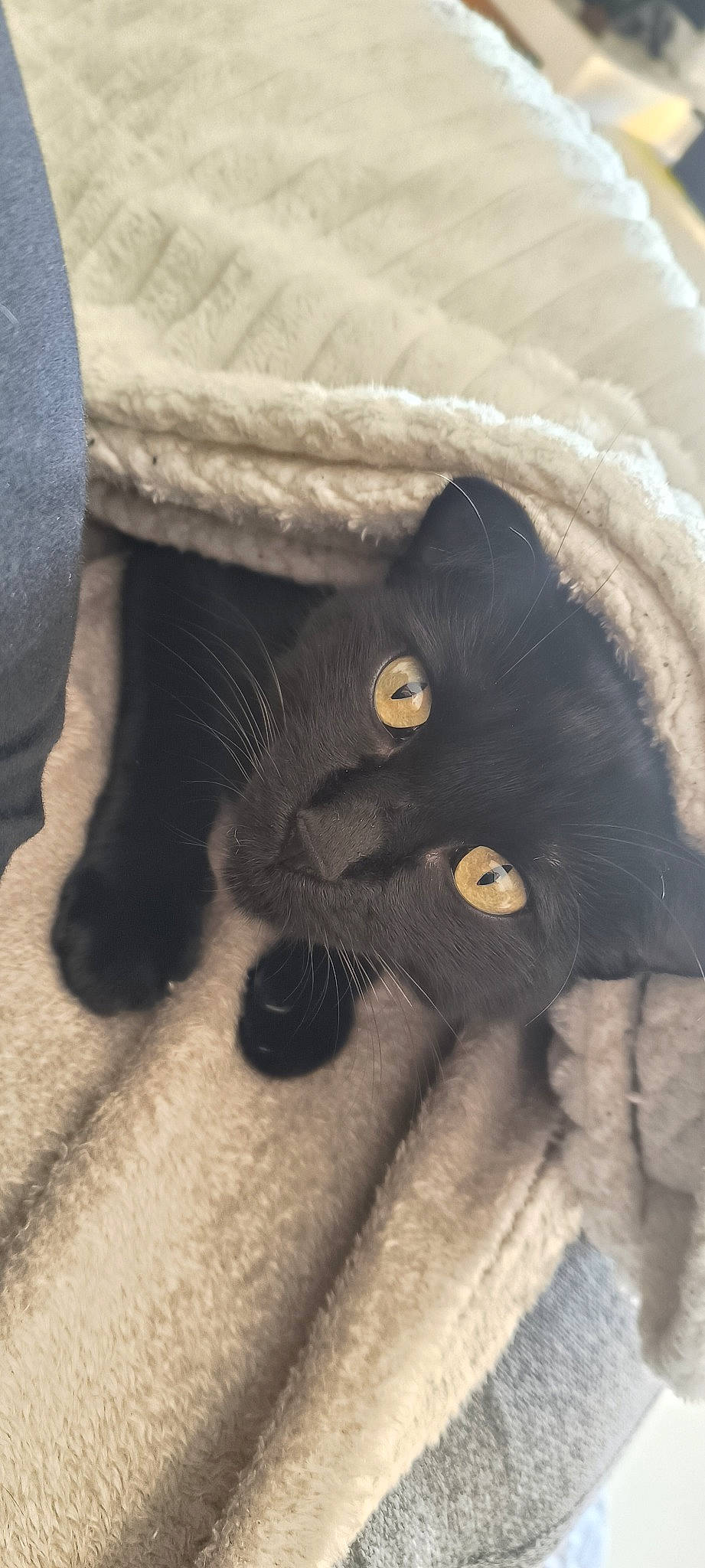 Bagheera participe au concours pour gagner de l'argent avec cette photo : black_cat, carnivore, cat, claw, comfort, domestic_short_haired_cat, ear, eye, fawn, felidae, fur, grey, mammal, paw, small_to_medium_sized_cats, snout, tail, terrestrial_animal, vertebrate, whiskers