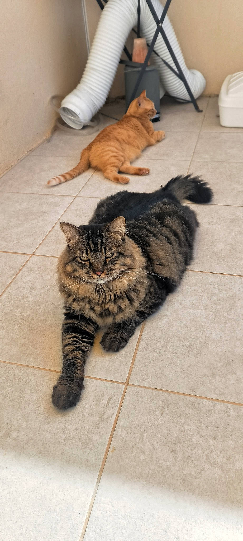 Mox participe au concours pour gagner de l'argent avec cette photo : carnivore, cat, claw, comfort, domestic_short_haired_cat, felidae, floor, flooring, fur, hardwood, human_leg, paw, sitting, small_to_medium_sized_cats, snout, tail, terrestrial_animal, whiskers, wood, wood_flooring