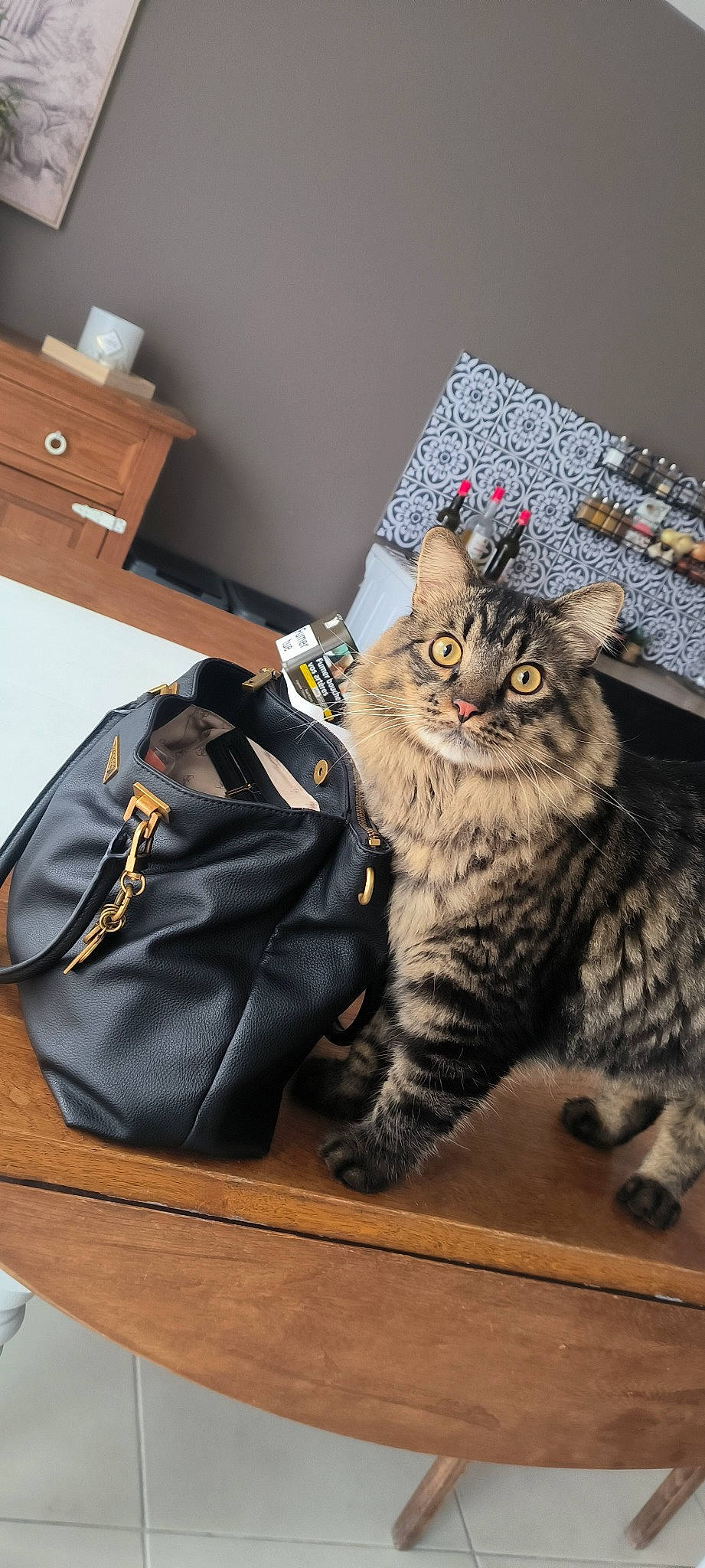 Mox participe au concours pour gagner de l'argent avec cette photo : backpack, bag, baggage, box, cabinetry, carnivore, cat, comfort, domestic_short_haired_cat, drawer, fashion_accessory, felidae, fur, grey, luggage_and_bags, paw, shoulder_bag, small_to_medium_sized_cats, tail, whiskers