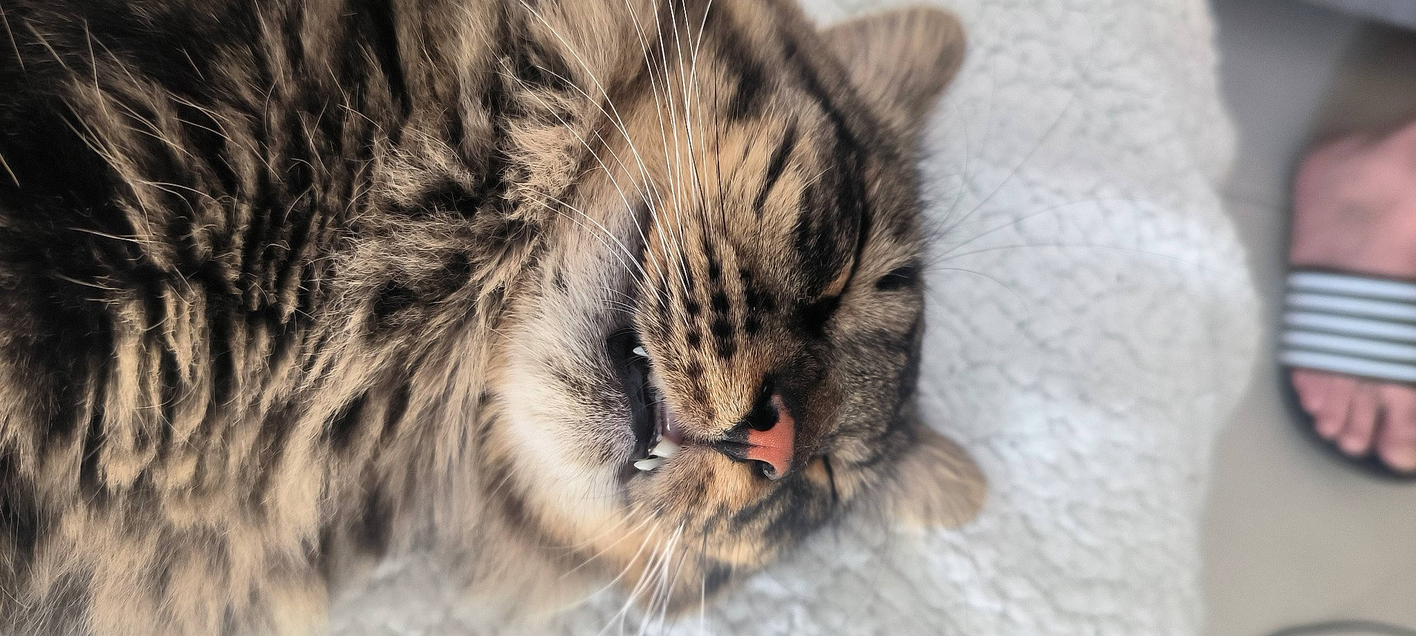 Mox participe au concours pour gagner de l'argent avec cette photo : carnivore, cat, domestic_short_haired_cat, eye, felidae, fur, macro_photography, paw, small_to_medium_sized_cats, snout, terrestrial_animal, whiskers, wildlife