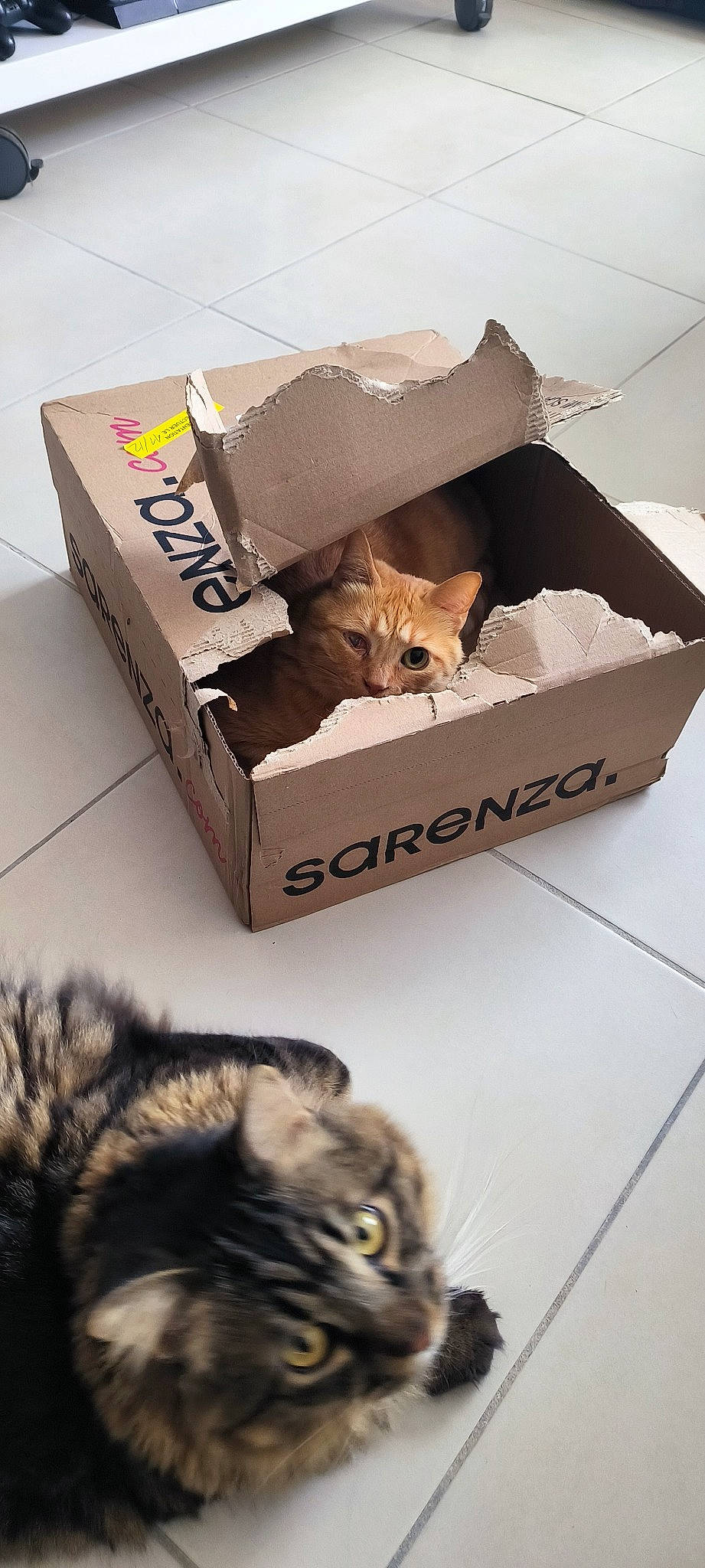 Kokillette participe au concours pour gagner de l'argent avec cette photo : black, box, brown, cardboard, carnivore, carton, cat, comfort, domestic_short_haired_cat, felidae, grey, mammal, packaging_and_labeling, packing_materials, shipping_box, small_to_medium_sized_cats, vertebrate, whiskers, white, wood