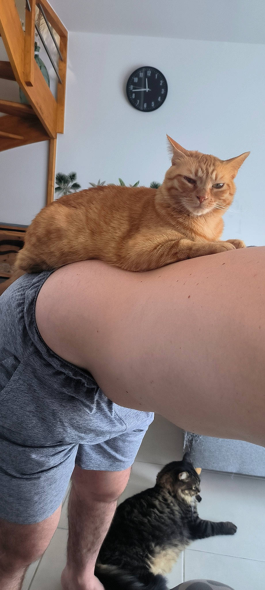 Kokillette participe au concours pour gagner de l'argent avec cette photo : carnivore, cat, claw, comfort, domestic_short_haired_cat, elbow, felidae, fur, gesture, human_leg, lap, paw, sitting, small_to_medium_sized_cats, tail, thigh, tire, whiskers, window, wood