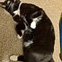 Boo is registered to the contest to win money with this photo: animal, black_and_white, carpet, cat, cute, domestic_animal, feline, fur, home, indoor, looking_up, lying_down, mammal, paw, pet, playful, relaxed, tail, whiskers, yellow_eyes