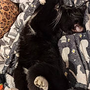 Boo is registered to the contest to win money with this photo: animal, bed, black_and_white, blanket, cat, comfort, cozy, cute, feline, fur, indoor, nap, patterned_blanket, paws, pet, relaxed, resting, sleeping, soft, whiskers