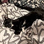 Boo joined the competition — help win amazing prizes! animal, bed, bedding, black_and_white_cat, blanket, cat, comfort, cozy, cute, domestic_cat, feline, fur, heart_pattern, indoor, pet, relaxation, resting, sleeping, soft, whiskers
