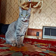 Luna is registered to the contest to win money with this photo: alert, animal, carousel_horse, carpet, cat, decor, electrical_outlet, floor, floral_pattern, furniture, gray_tabby, heating_vent, indoor, lamp, pet, sitting, vintage, wallpaper, wood_trim, yellow_eyes