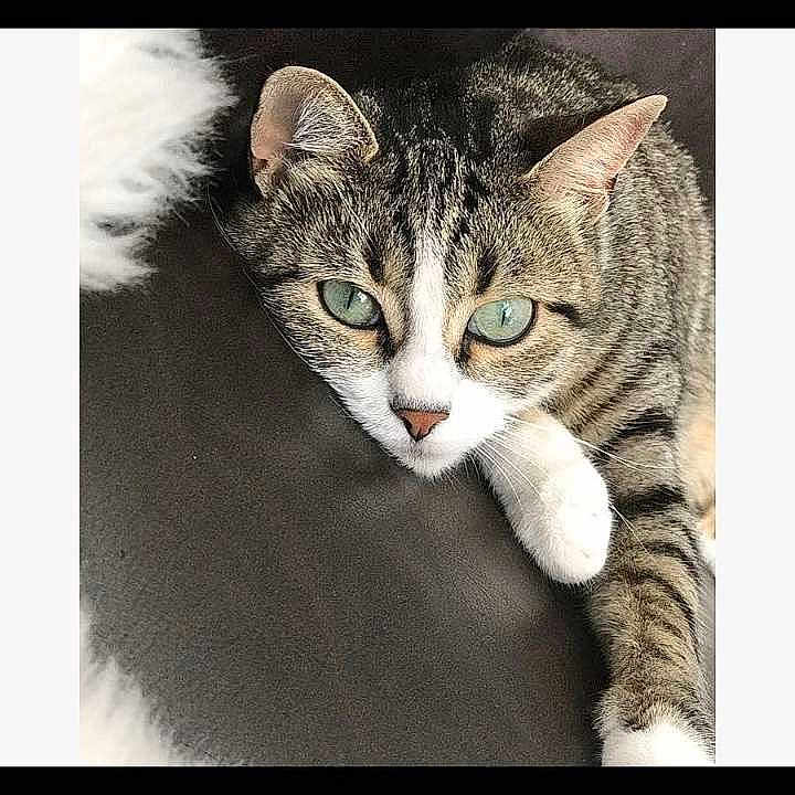 Ninouche a rejoint le concours — aidez-le/la à gagner de superbes lots ! cat, tabby, green_eyes, close_up, pet, feline, animal, whiskers, paw, relaxed, indoor, fur, cute, looking, lying_down, domestic_cat, face, ear, nose, soft