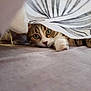cat, tabby, curious, paw, eyes, curtain, indoor, soft_surface, pattern, pet, animal, feline, resting, playful, closeup, whiskers, striped, cute, alert, cozy