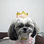 accessory, adorable, animal, black, celebration, costume, crown, cute, decorative, dog, dress_up, face, fluffy, furry, indoor, pet, pink, portrait, small_dog, white