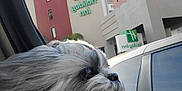 Lana joined the competition — help win amazing prizes! dog, car, window, fur, wind, holiday_inn, building, outdoor, pet, animal, side_profile, gray, white, long_hair, reflection, transportation, travel, daytime, sky, vehicle