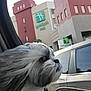 dog, car, window, fur, wind, holiday_inn, building, outdoor, pet, animal, side_profile, gray, white, long_hair, reflection, transportation, travel, daytime, sky, vehicle