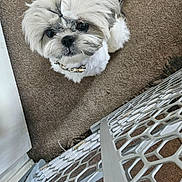 Lana is registered to the contest to win money with this photo: small_dog, fluffy, carpet, baby_gate, indoor, pet, cute, fur, collar, looking_up, adorable, white, grey, black_nose, long_hair, domestic_animal, guard_gate, companion, animal, waiting