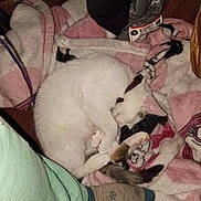 Garra joined the competition — help win amazing prizes! animal, bed, blanket, cat, collar, cozy, curled_up, foot, furry, home, indoors, nap, paws, pet, pink_blanket, relaxed, sleeping, sock, tail, white_cat