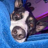 Snoopy joined the competition — help win amazing prizes! dog, puppy, pet, animal, portrait, close_up, face, eyes, nose, ears, black_and_white, blanket, blue_blanket, cozy, indoors, bedroom, purple_lighting, flash_photography, lying_down, cute