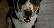 Snoopy joined the competition — help win amazing prizes! dog, pet, canine, sitting, smiling, open_mouth, pointed_ears, black_and_white, brown_markings, white_chest, short_hair, tail, wood_floor, indoor, portrait, looking_at_camera, front_view, animal, happy, vertical_photo
