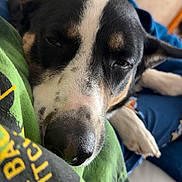 Snoopy joined the competition — help win amazing prizes! dog, black_and_white, sleepy, close_up, portrait, pet, animal, snuggling, indoors, bed, blanket, green_shirt, blue_fabric, floppy_ears, white_markings, black_fur, pink_nose, relaxed, cozy, photography