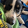 dog, black_and_white, sleepy, close_up, portrait, pet, animal, snuggling, indoors, bed, blanket, green_shirt, blue_fabric, floppy_ears, white_markings, black_fur, pink_nose, relaxed, cozy, photography